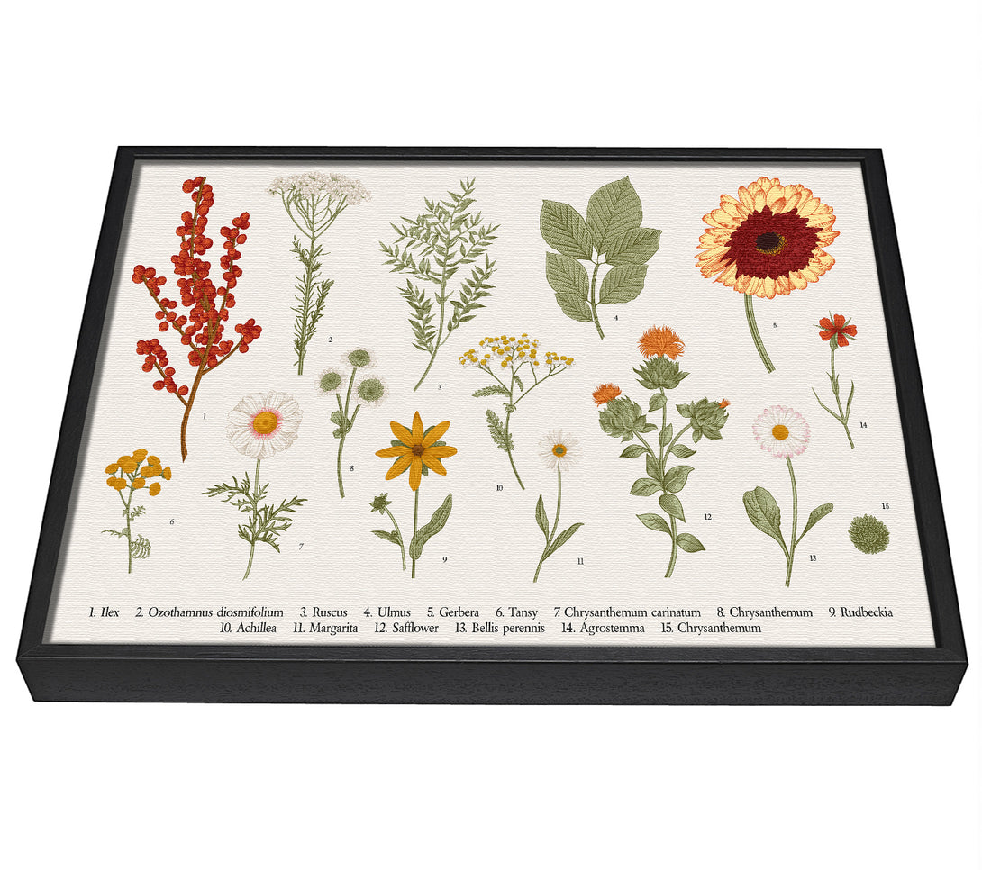 A picture of a Flower Illustration Handrawn framed canvas print sold by Wallart-Direct.co.uk