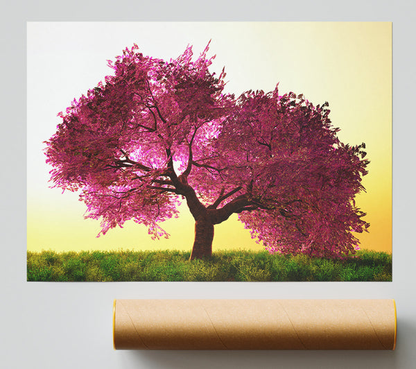 The Pink Tree Blossom Hilltop