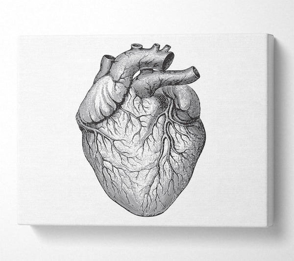 Anatomy Of The Heart