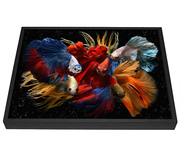 A picture of a Siamese Fighting Fish framed canvas print sold by Wallart-Direct.co.uk