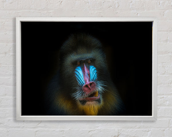 Mandrill Anger