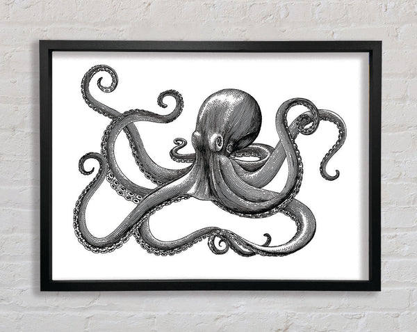 Octopus Illustration