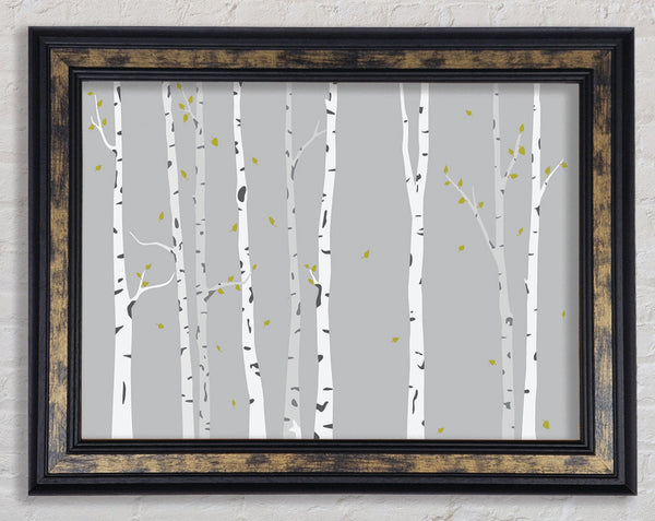 Birch Trees On Grey