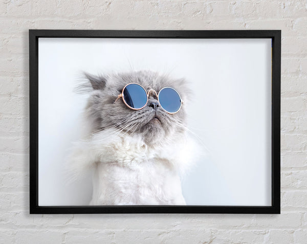 The Cat In Glasses