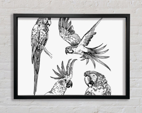 Parrots In Flight Illustration