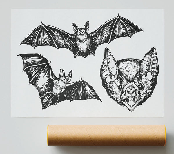 The Trio Of Bat Illustrations