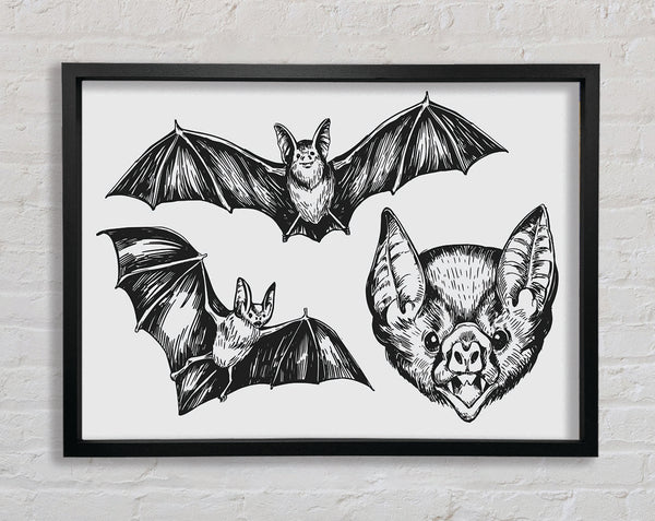 The Trio Of Bat Illustrations