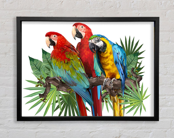 Three Parrots On A Branch