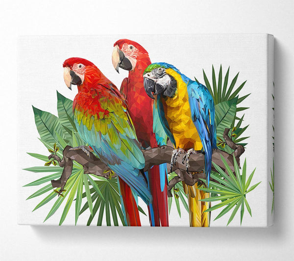 Three Parrots On A Branch