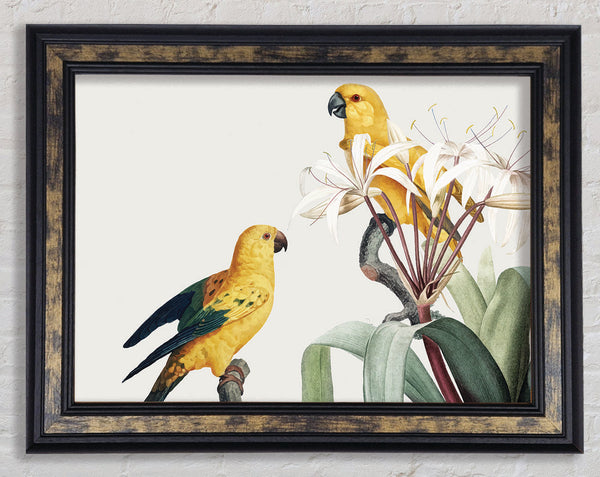 Two Yellow Parrots