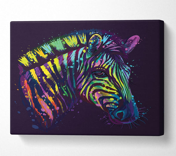 Rainbow Zebra Life