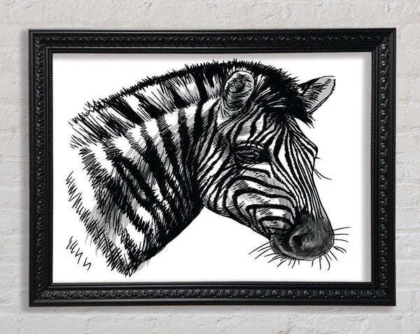 Black And White Zebra Head