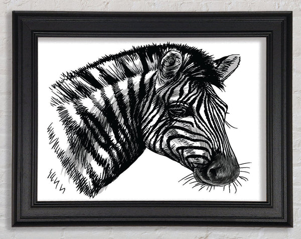 Black And White Zebra Head