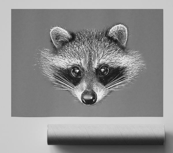 Raccoon On Grey