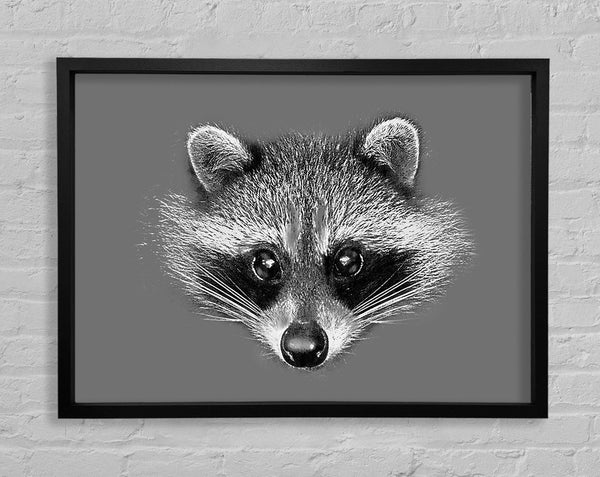 Raccoon On Grey