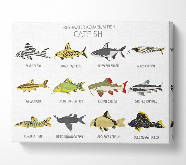 Catfish Chart