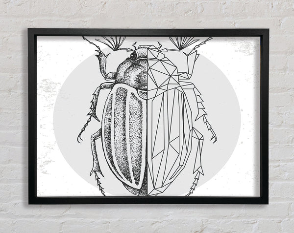 The Beetle Sketch