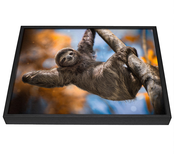 A picture of a Sloth Hanging From A Tree framed canvas print sold by Wallart-Direct.co.uk