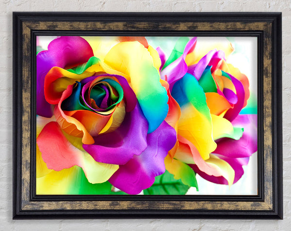 Multi Coloured Roses Close