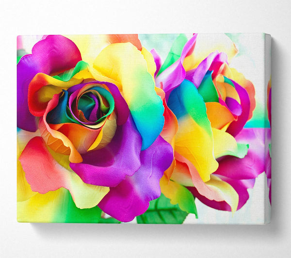 Multi Coloured Roses Close