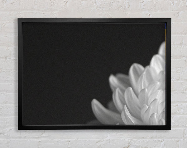 Chrysanthemum Black And White