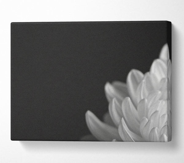 Chrysanthemum Black And White