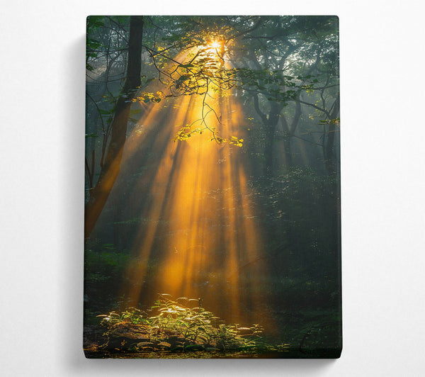 Golden Forest Rays