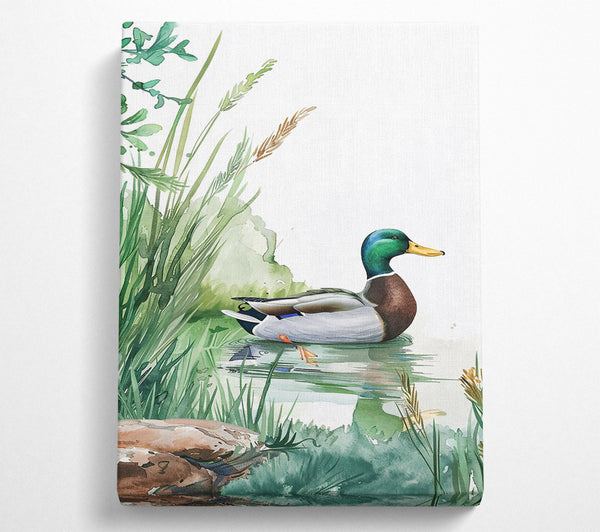 Green Mallard In Pond