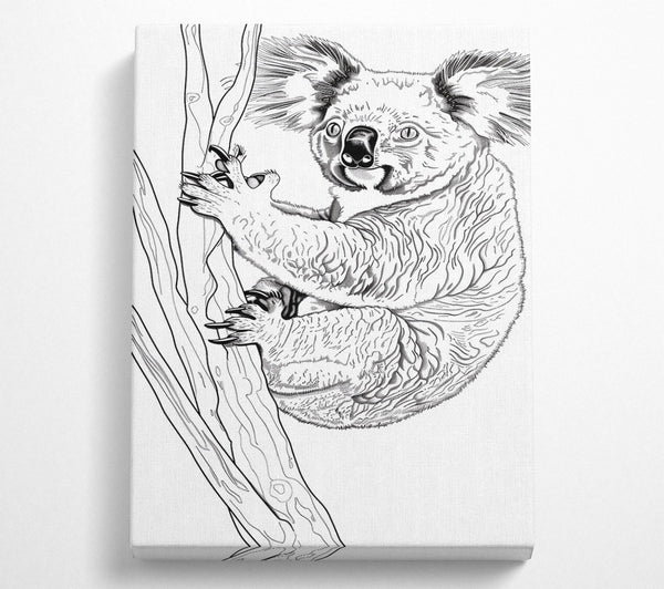 Black And White Koala