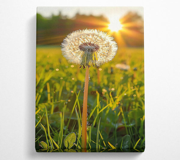 Golden Dandelion Wish