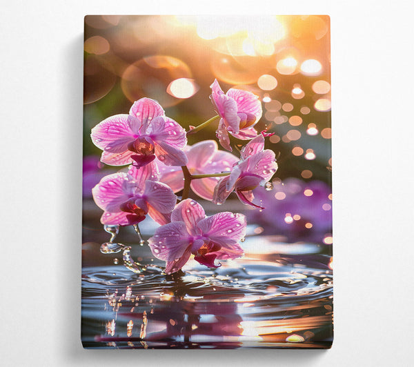 Pink Orchid Reflection