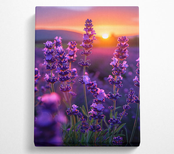 Purple Sunset Blooms