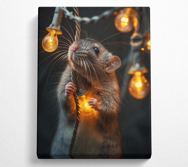 Golden Light Rat