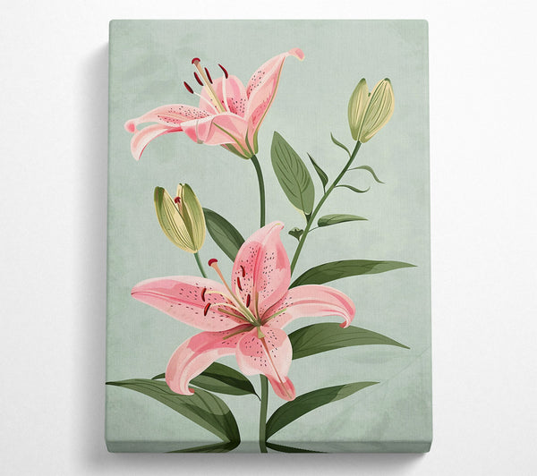 Pink Lily Bloom