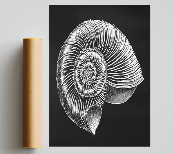 White Spiral Shell