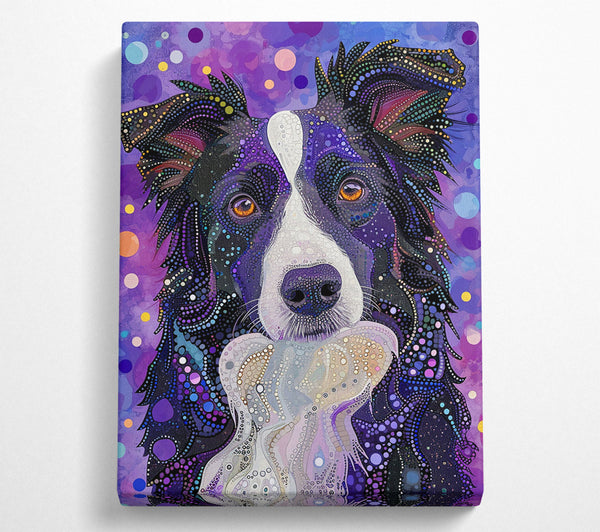 Purple Spotted Collie