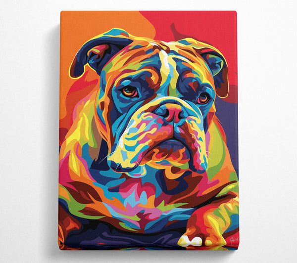 Orange Bulldog Portrait