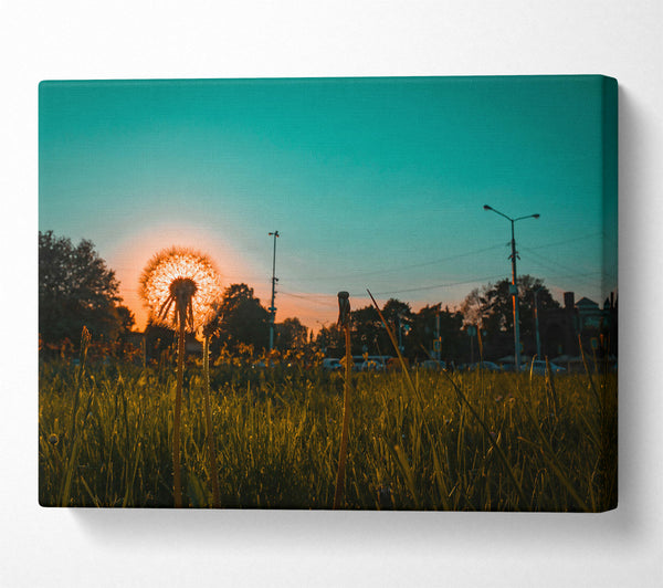 Teal Sunset Dandelion