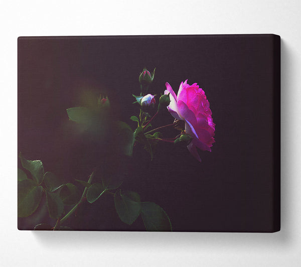 Pink Rose In Darkness