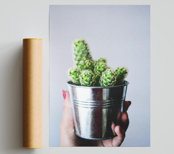 Silver Cactus Blooms