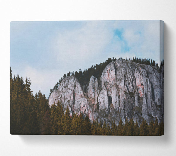 Gray Cliffs And Pines