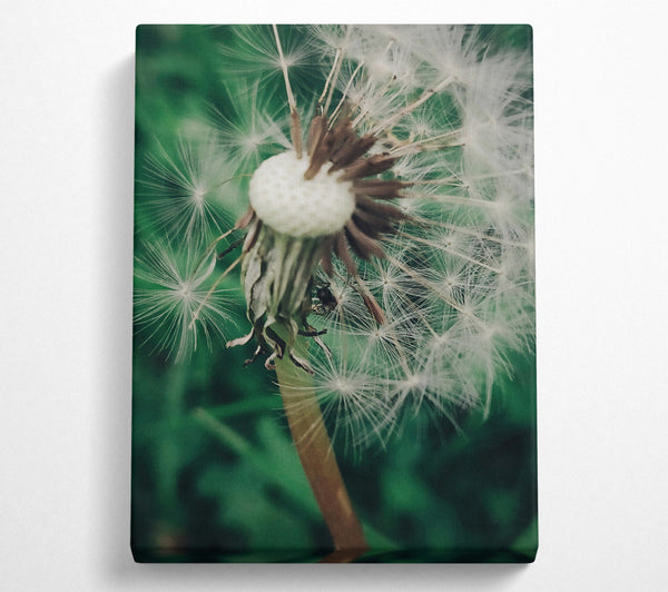 Green Dandelion Wishes