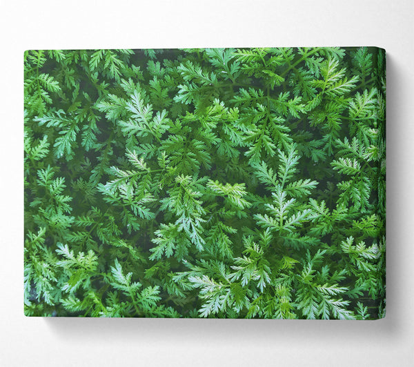 Emerald Green Foliage