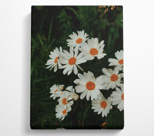 Orange Centered Daisies