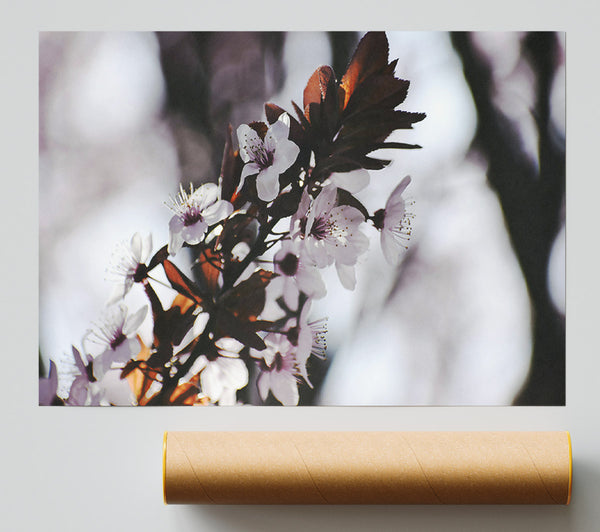 Brown And White Bloom