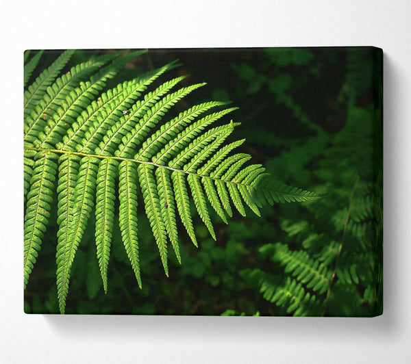 Emerald Fern Frond