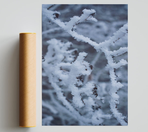 Frozen Blue Branches