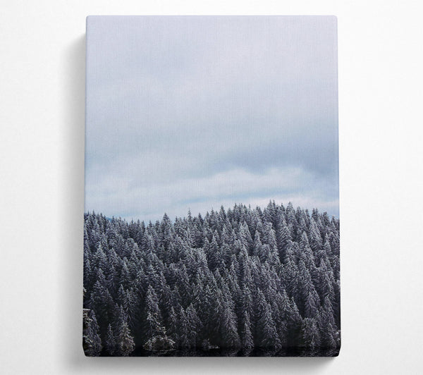 Silver Winter Forest