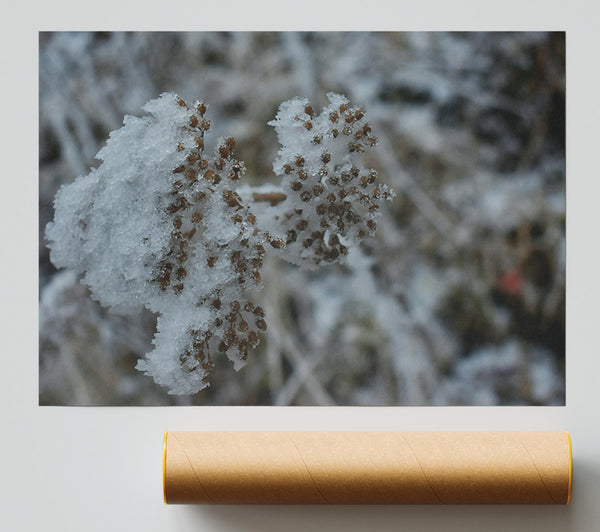 White Frost On Brown Sprigs.