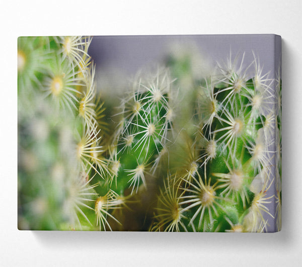 Green Cactus Spines